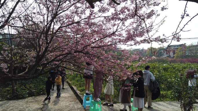 重庆北碚澄江五一村樱花橘乡乡村景色