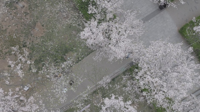 航拍烟台牟平养马岛龙湖樱花大道游客车流