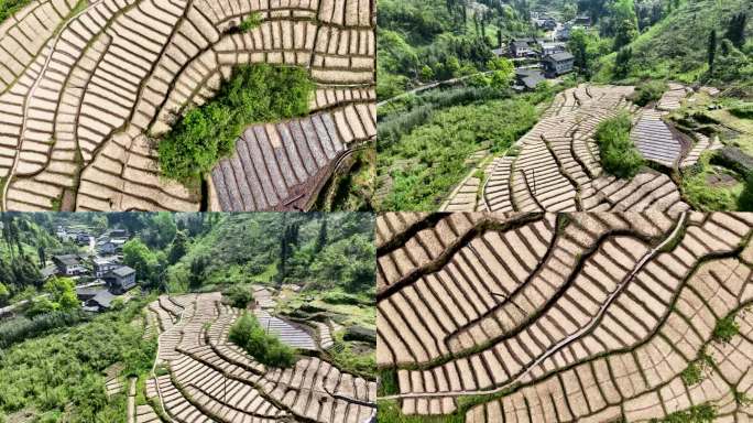 唯美乡村田园黄柏树育苗基地