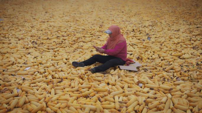 农民扒玉米