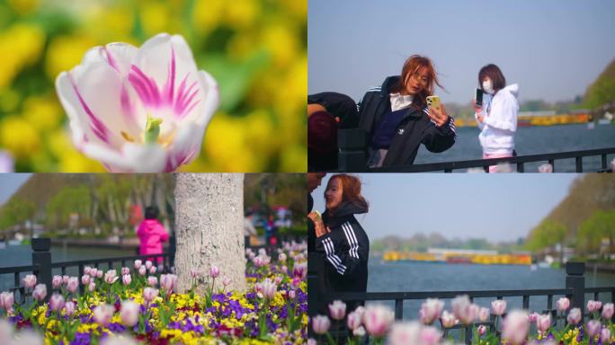 公园景区郁金香游客观赏花朵踏青人流风景视