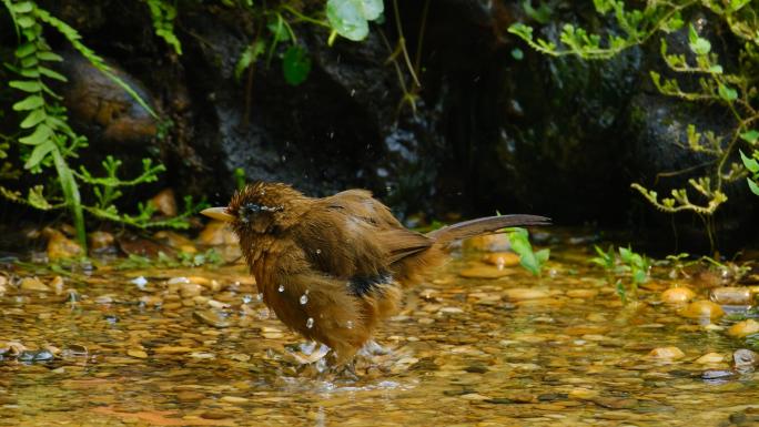 画眉小鸟水池小溪河边洗澡
