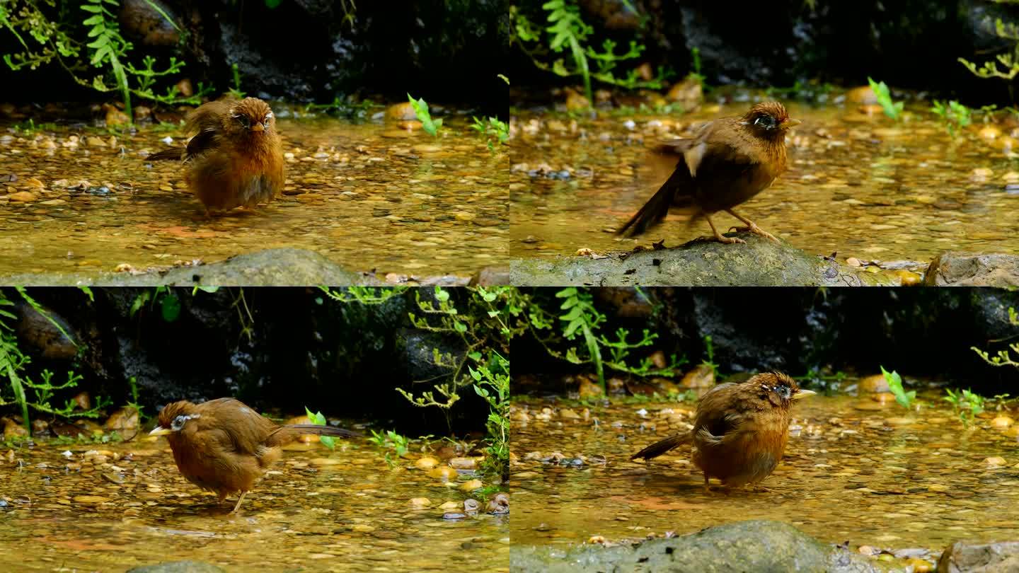 画眉小鸟水池小溪河边洗澡