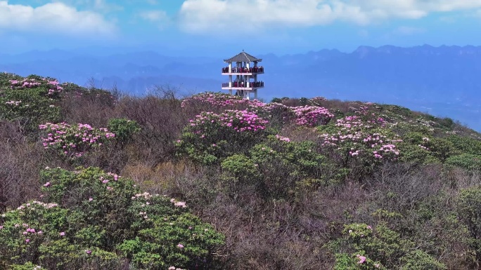 高山杜鹃 光头山 杜鹃花海