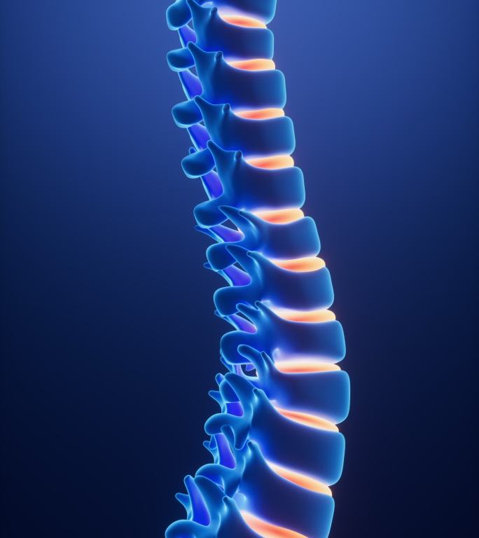 人类脊椎脊柱模型动画