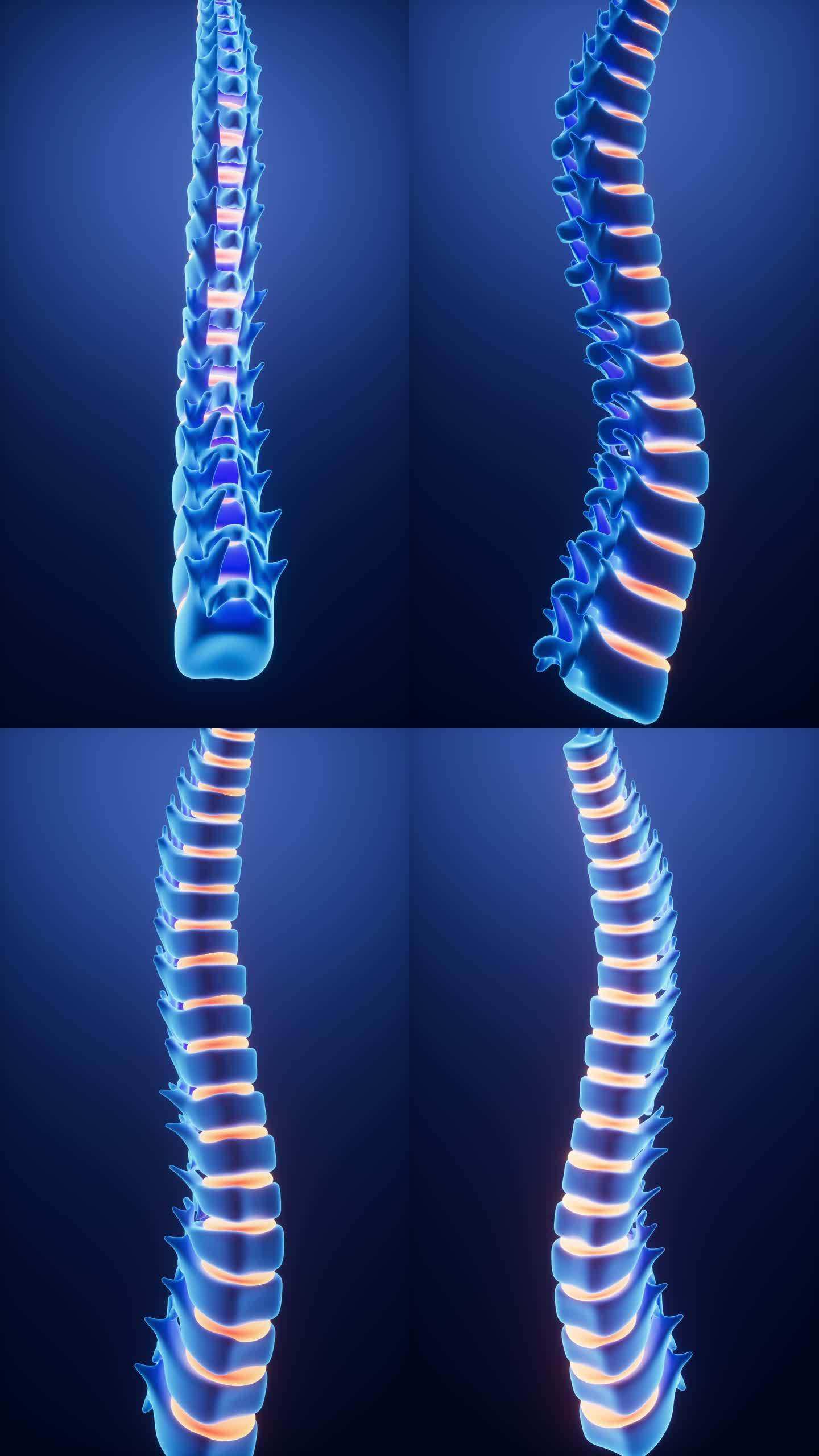 人类脊椎脊柱模型动画