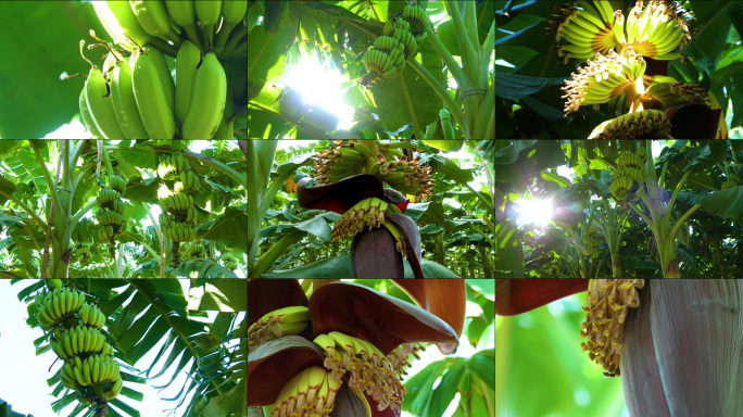 蕉林粉蕉香蕉蜜蜂采蕉花