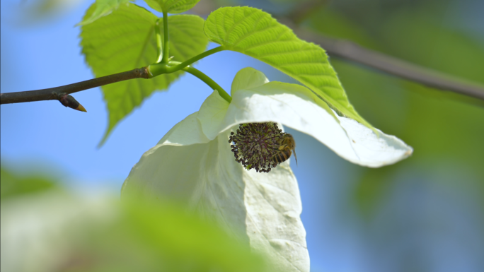 珙桐树生长开花鸽子花盛开蜜蜂采花