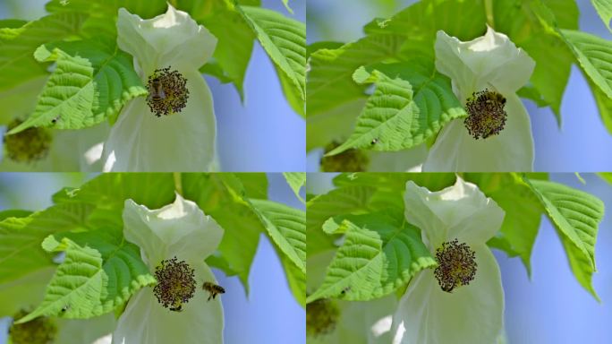 珙桐树生长开花鸽子花盛开蜜蜂采花