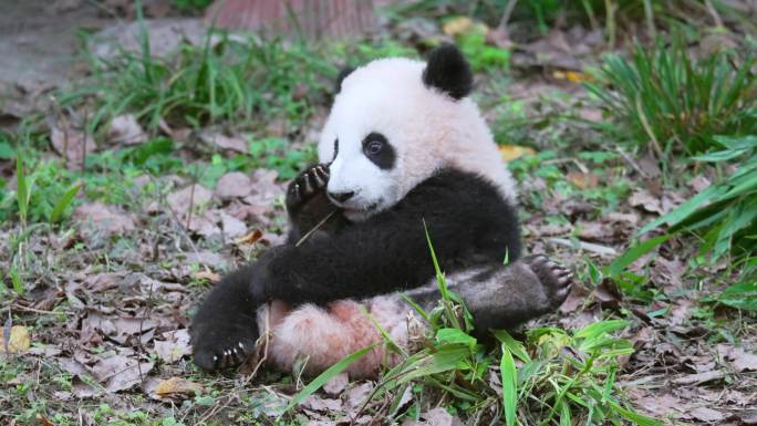 动物园大熊猫母子吃竹子