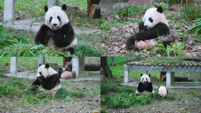 动物园大熊猫母子吃竹子