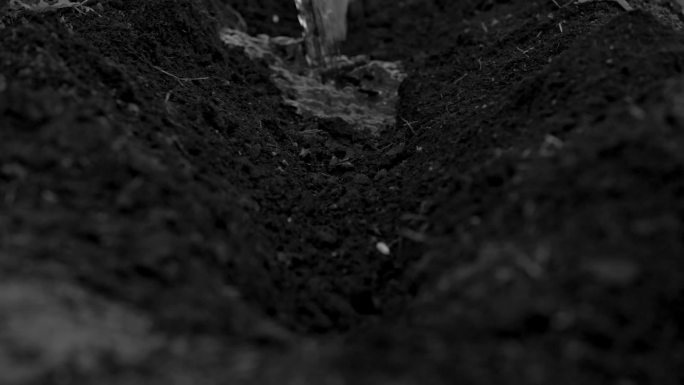 黑土地黑土壤播种玉米黑士种植手捧土壤