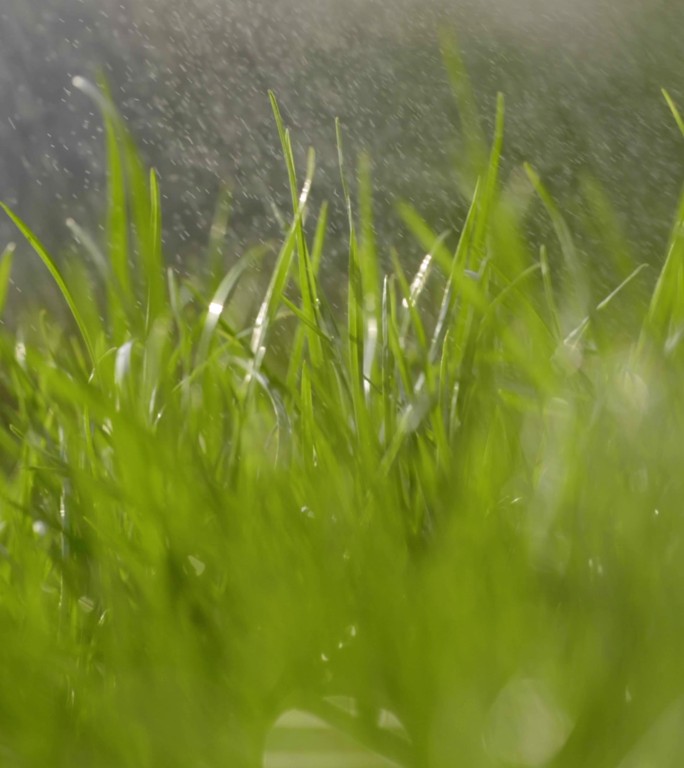 细雨小草春雨牛毛细雨