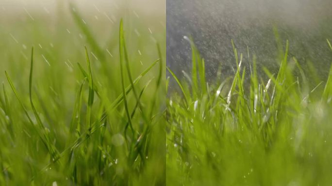 细雨小草春雨牛毛细雨