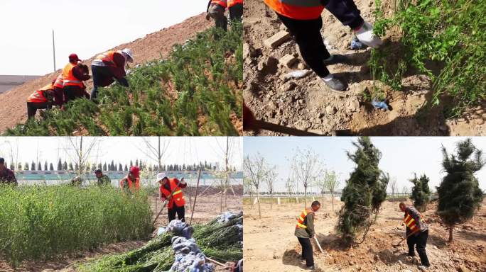 高速公路绿化施工 公路植树造林