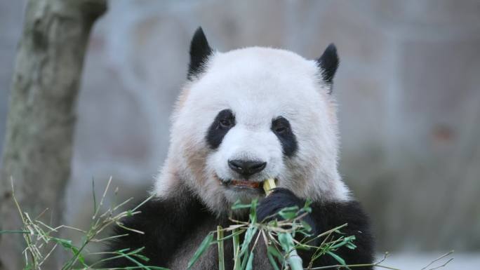 动物园大熊猫吃竹子竹叶