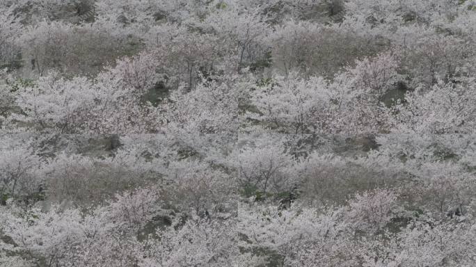 航拍烟台牟平养马岛龙湖樱花大道游客车流