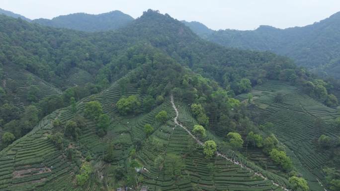 杭州西湖梅家坞十里琅珰茶园龙井茶采摘航拍