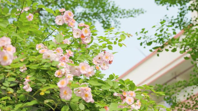 阳光下随风摇曳的蔷薇花朵