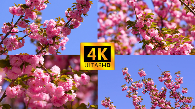 【4K】樱花盛开-樱花朵朵-漫天樱花