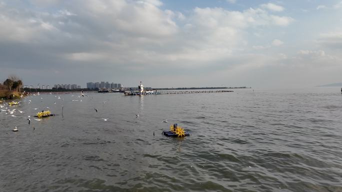 海鸥 海鸥飞 喂海鸥 云南滇池  风光