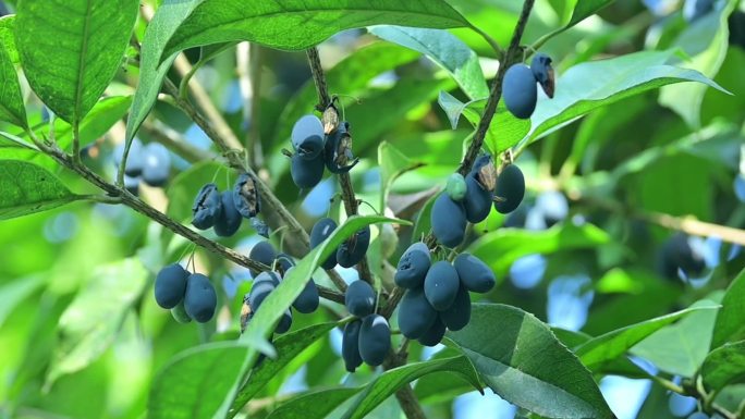 桂花树，桂花果，桂花果实，风吹桂花香