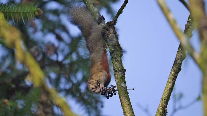 树枝上的松鼠吃果子红腹松鼠倒挂树梢