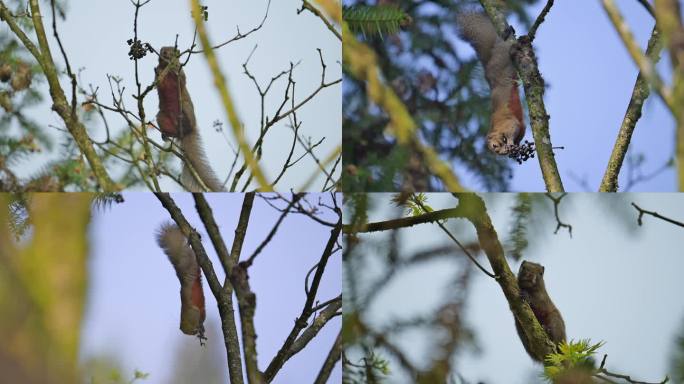 树枝上的松鼠吃果子红腹松鼠倒挂树梢