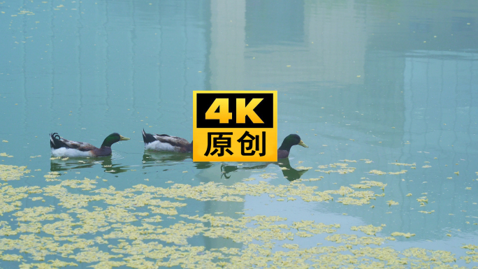 4K 绿头鸭 鸭子 戏水 水中 绿鸭