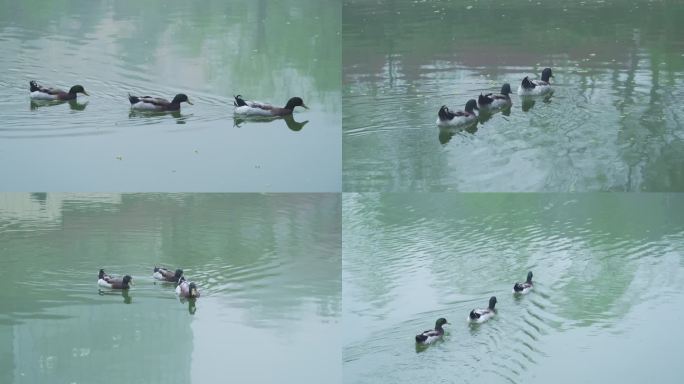 4K 绿头鸭 鸭子 戏水 水中 绿鸭