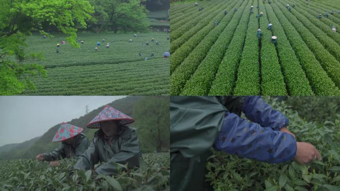 烟雨杭州西湖云栖村龙井茶园采茶