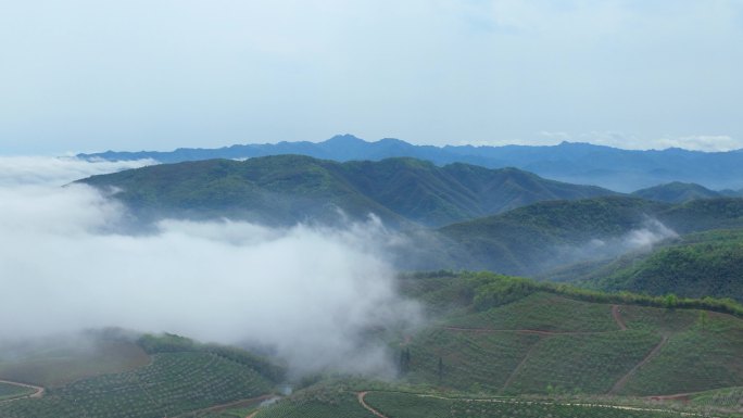 茶樱谷云海