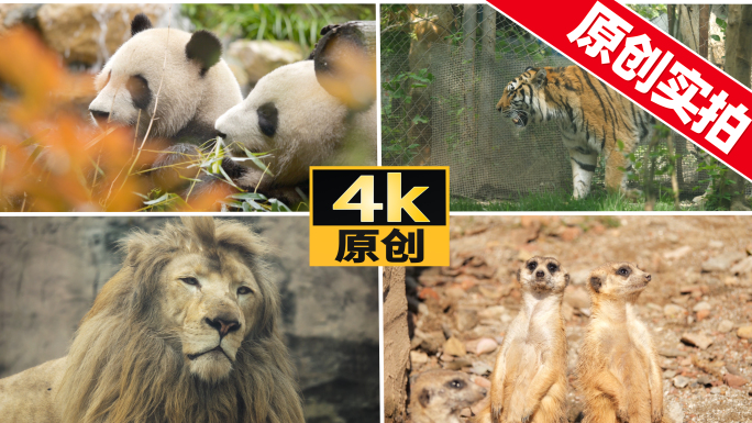 动物合集动物世界大熊猫狮子老虎哺乳动物