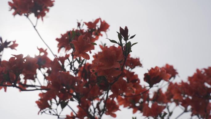 映山红杜鹃花鲜花春天景色