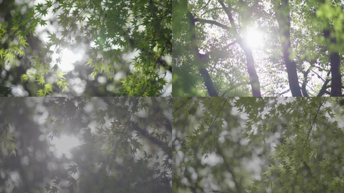 4K灰片已调色春光枫树新生斑驳树影光影