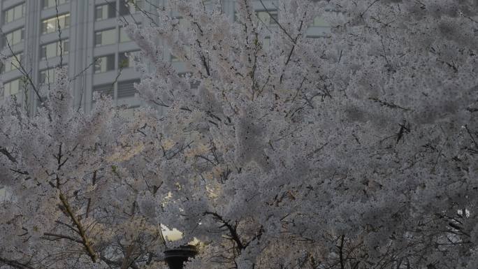 樱花LOG视频素材