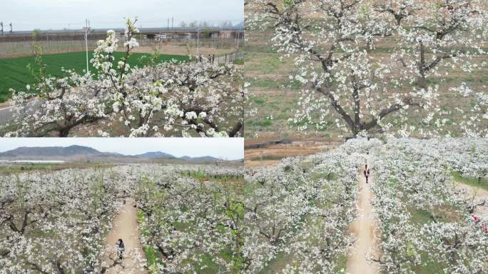 梨花 百年梨花树 春天梨花园