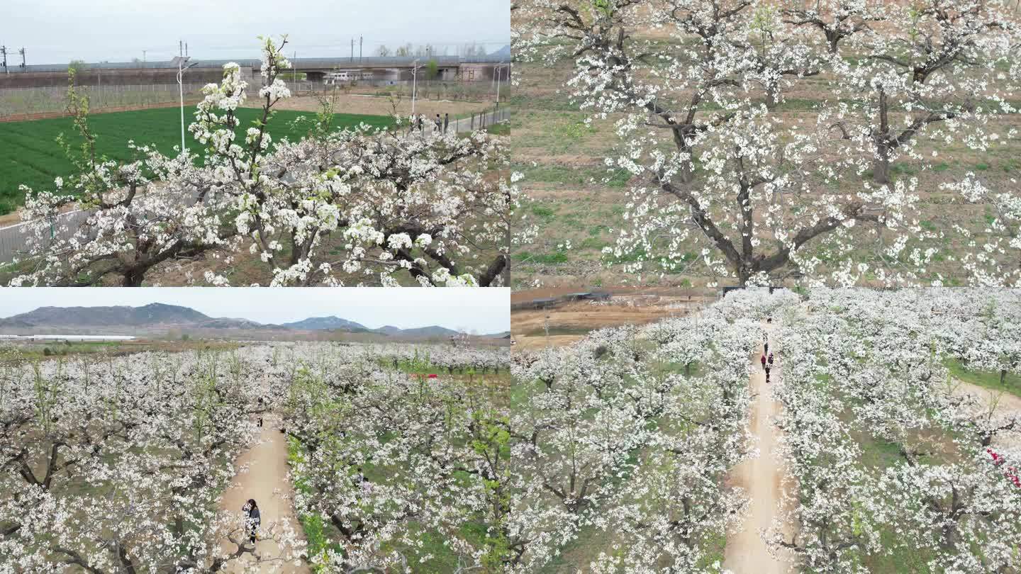 梨花 百年梨花树 春天梨花园