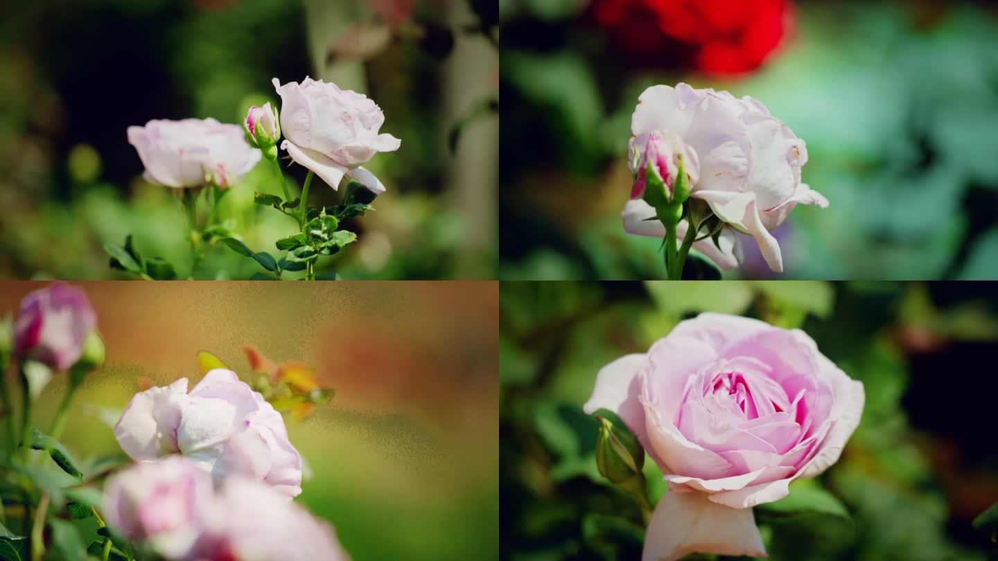 唯美玫瑰月季花（升格）