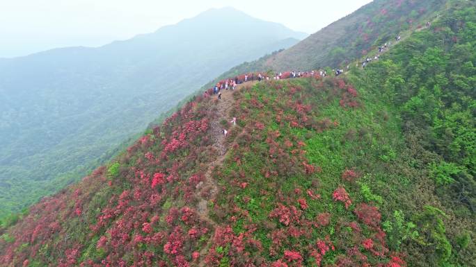 航拍通天蜡烛漫山遍野杜鹃花