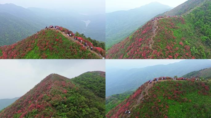 航拍通天蜡烛漫山遍野杜鹃花