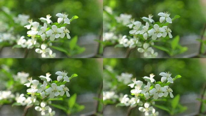 春天微风吹拂山荆子花