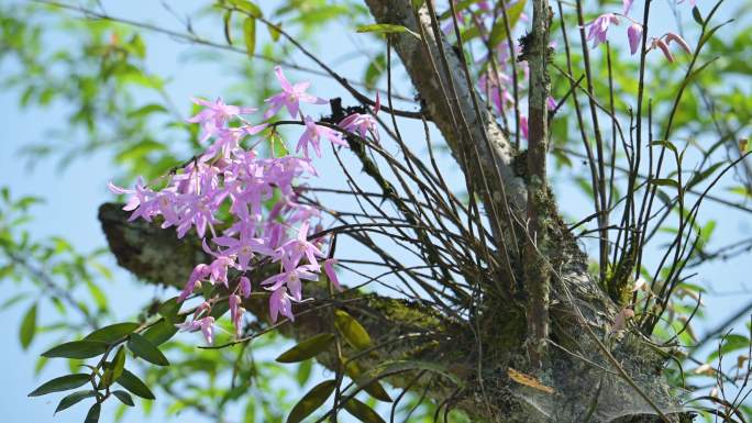 珍稀植物树枝上的石斛开花