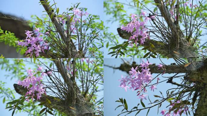 珍稀植物树枝上的石斛开花