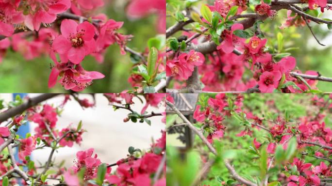4k红花春景花朵植物蜜蜂采蜜花骨朵