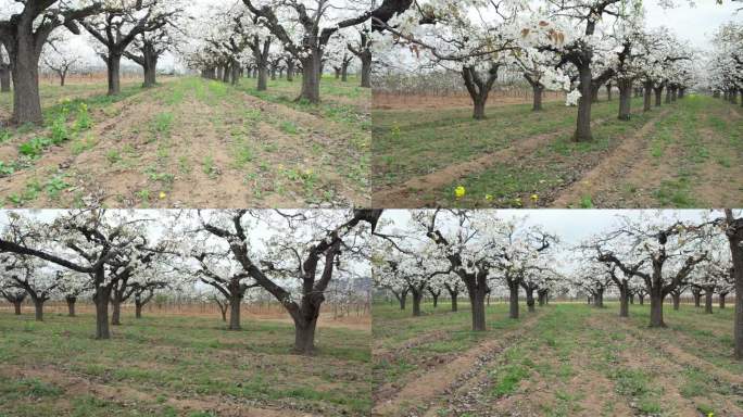 老龙湾梨花节 踏青踏春 梨花 梨树果园