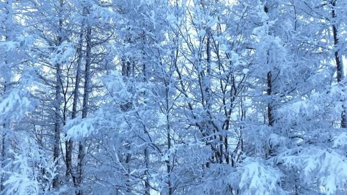 雾凇雪松