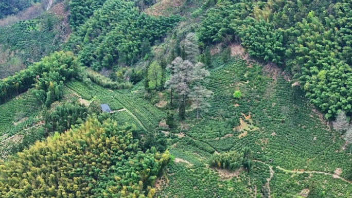 临安 航拍 茶园  农民 茶山