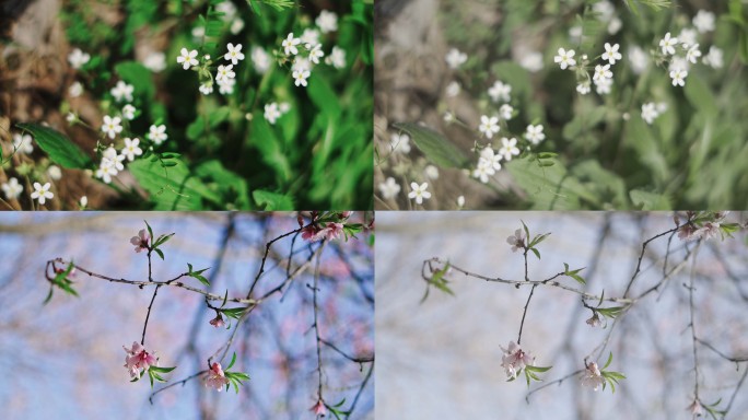 【视频】春花合集花朵绽放春风拂面