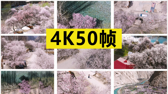 南疆杏花村素材合集 原创4K50